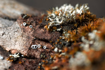 Orange moss and gray-white lichen on a tree bark, macro shot with blurry background.