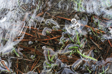 Thin transparent ice in the forest, grass, pine needles and air bubbles under the ice, texture, macro shot.