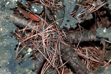 Pine trunk, inside view with branches and needles, close-up.