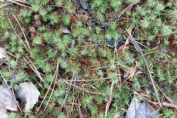 Texture of green moss and dry leaves in a spring pine forest, top view, macro shot.
