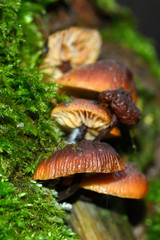 Winter honey agaric Flammulina velutipes growing on a tree among green moss, close-up with a blurred background.