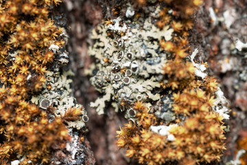 Orange moss and gray-white lichen on a tree bark, macro shot with blurry background.