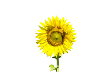 Obraz premium Sun flower isolated on white background