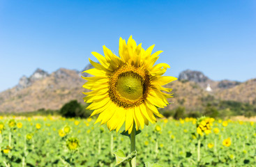 Fototapeta premium Sun flower field in thailand with mountain and blue sky backgorund