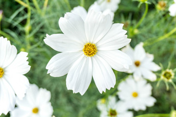 Fototapeta na wymiar White cosmos flower in the garden