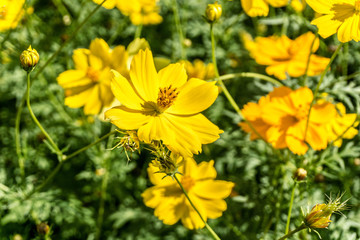 Yellow cosmos flower in the garden