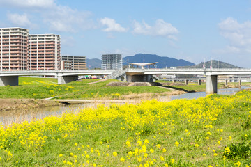 遠賀川河川敷の菜の花と飯塚市街地　福岡県飯塚市