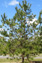 Flowering pine tree on blue sky background in Florida nature