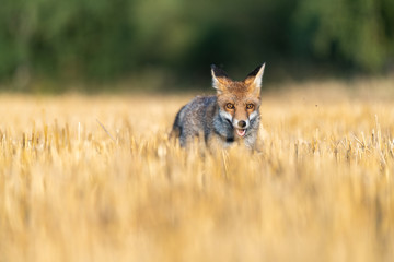 Fox on the field and looking around