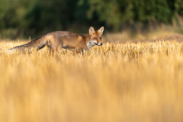 Fox on the field and looking around