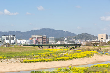 遠賀川河川敷の菜の花と飯塚市街地　福岡県飯塚市