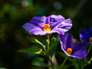 Purple flower
