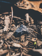 Rock in the forest