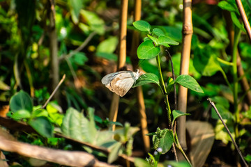 Appias libythea, the striped albatross, is a small butterfly of the family Pieridae, which is found in south and southeast Asia.