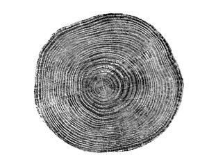 Piece of wood circle with growth rings on a white background. Black and white felled tree trunk...