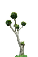 Obraz premium trees isolated on white background