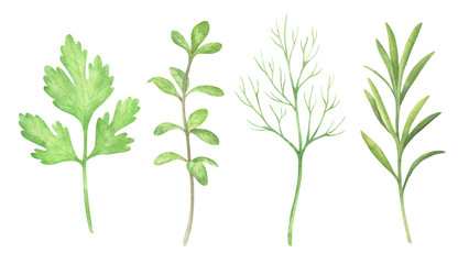 Watercolor Herbs Set