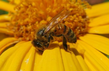 Bee on yellow heliopsis flower in Florida nature, closeup