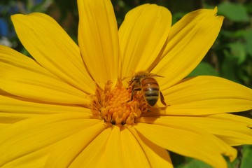 Bee on yellow heliopsis flower in Florida nature, closeup