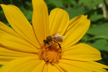 Bee on yellow heliopsis flower in Florida nature, closeup 