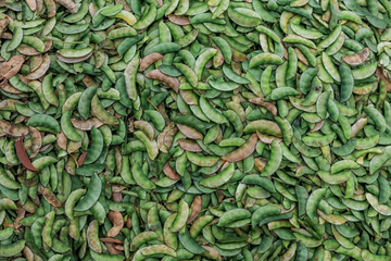 Close up shot of Broad beans