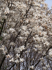 Kirschblüten