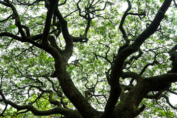 Close up shot of big old tree
