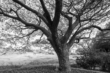 Monochrome image of large tree in Lalbagh, Bengaluru, India