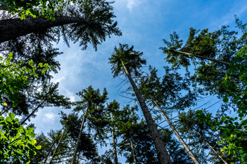 Germany, Moselkern Forest