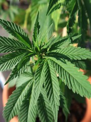 Bright green and nicely textured leaves of marijuana plants prior to the plants budding.