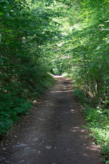 Fototapeta na wymiar Germany, Moselkern Forest, a dirt path next to a tree