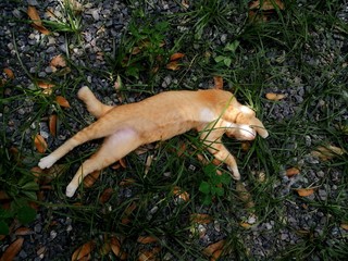Cat sleeping in the garden