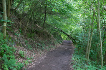 Germany, Moselkern Forest