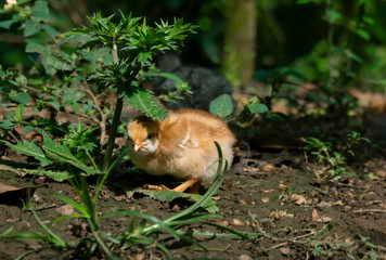 Pollito 