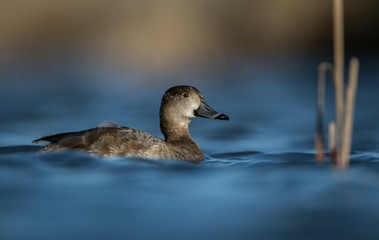 Water level view of female Redhead duck on rich, wavy, cool, blue water with soft warm tones behind her