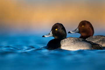 Water level view of male Redhead-Scaup hybrid duck on rich, wavy, cool, blue water with soft warm gold tones behind him with another male Redhead out of focus
