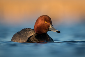 Water level view of male Redhead duck on rich, wavy, cool, blue water with soft warm gold tones behind him