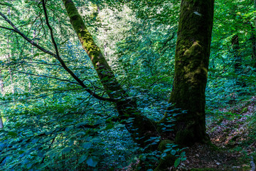 Fototapete bei efototapeten.de bestellen   