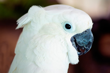 Beautiful, exotic bird. White cockatoo parrot close-up face