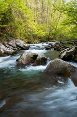 Naklejka na ściany i meble The Middle Prong of the Little River swells with spring runoff in Great Smoky Mountain National Park.