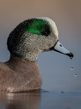 Water level view of male American Widgeon with water droplets dripping from bill in soft and peaceful water