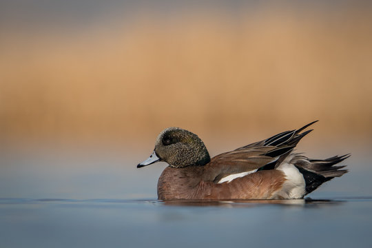 Water level view of male American Widgeon in soft, blue, calm and peaceful water with marsh grasses and some blue sky out of focus behind him with feathers layered and erect in soft light