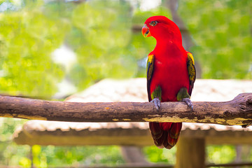 Avian Eclectus Parrot, Lorikeet. Bright, red bird. Exotic colored bird parrot sitting on a branch.