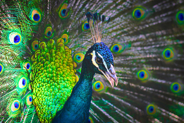 Fototapeta na wymiar Oriental peacock bird, male Indian beautiful with feathers. Close-up
