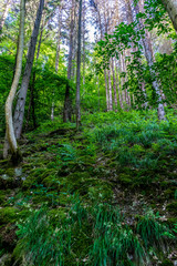 Germany, Moselkern Forest