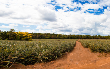 Cocecha de Piñas en campo