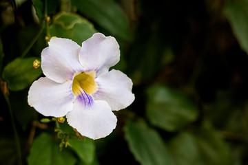 Lilac flower growing in malaysia. The spiritual meaning of the flowers of Thunbergia grandiflora, Acanthaceae. Alt thunbergiaceae. Copy Space