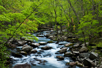 The Middle Prong of the Little River flows peacefully through a spring landscape in Great Smoky Mountains National Park.