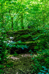 Fototapeta premium Germany, Moselkern Forest