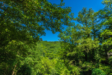 Germany, Moselkern Forest